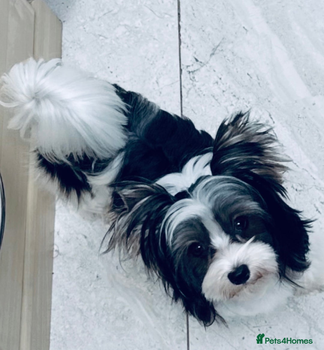 Mixed Breed dogs for sale: Pedigree Yorkshire terrier  - Advert 10