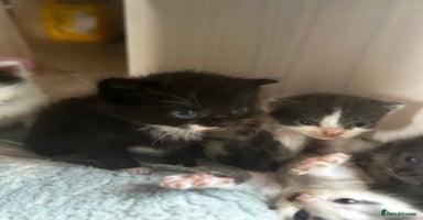 Mixed Breed cats - Advert 13