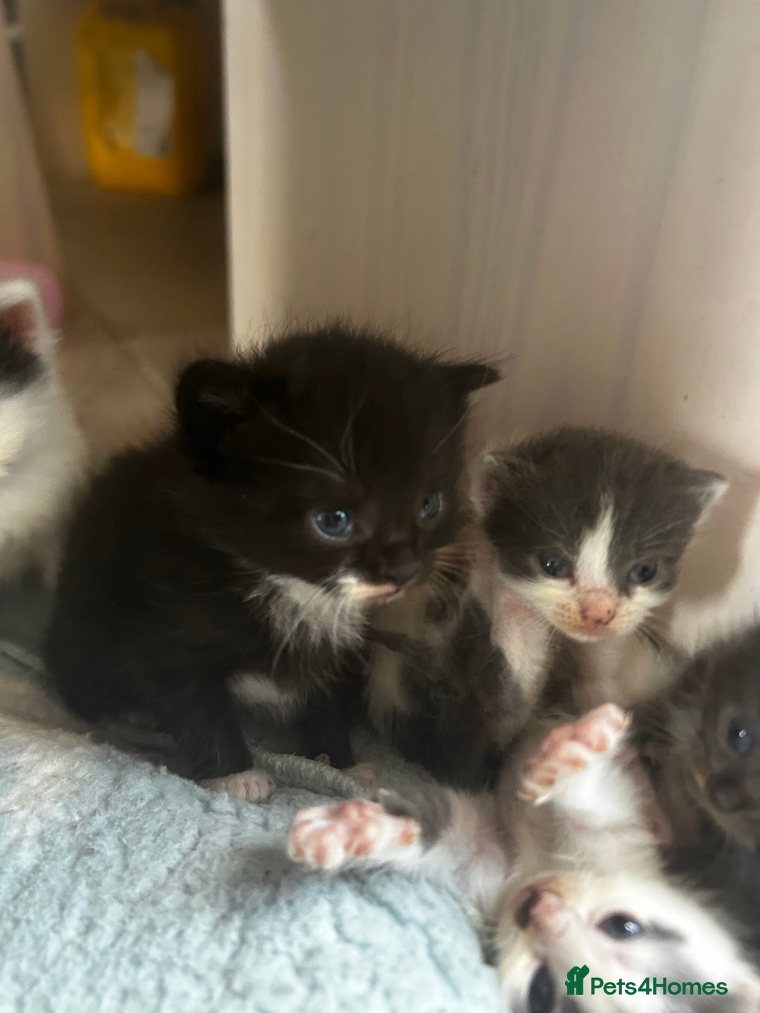 Mixed Breed cats for sale: Mixed breed kittens- Grey & white males and Tuxedo - Image 3
