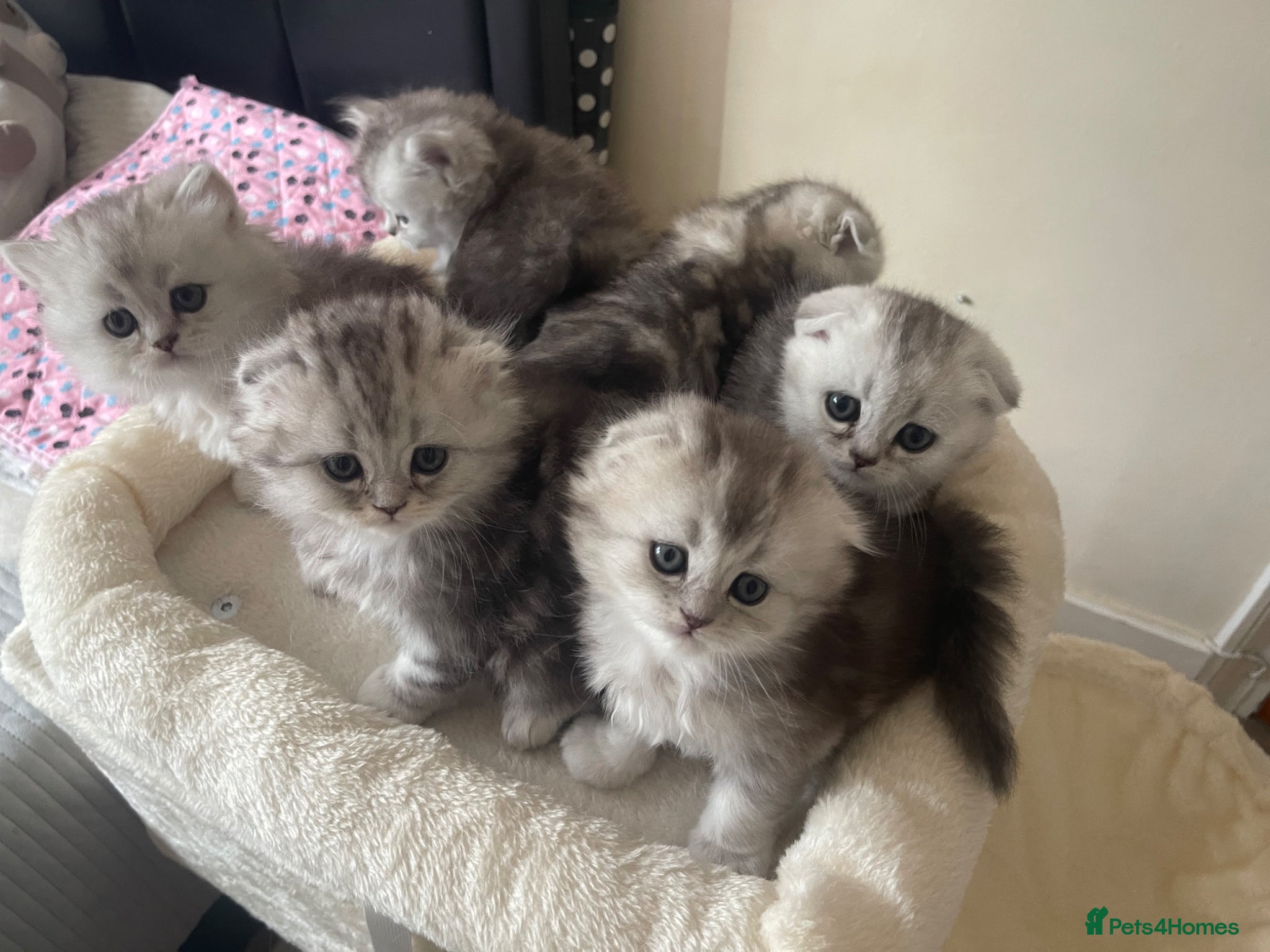 Scottish Fold cats Scottish Fold/Straight - Advert 7