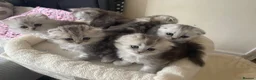 Scottish Fold cats for sale: Scottish Fold/Straight - Advert 1