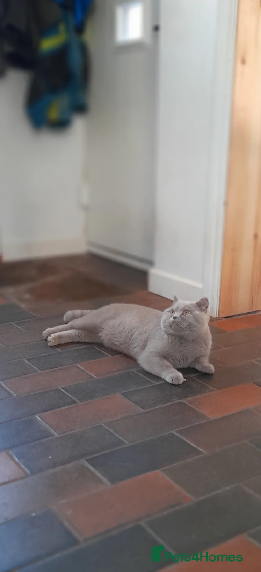 British Shorthair cats for stud: Lilac GCCF active registered BSH for stud in Sutton Coldfield - Advert 1