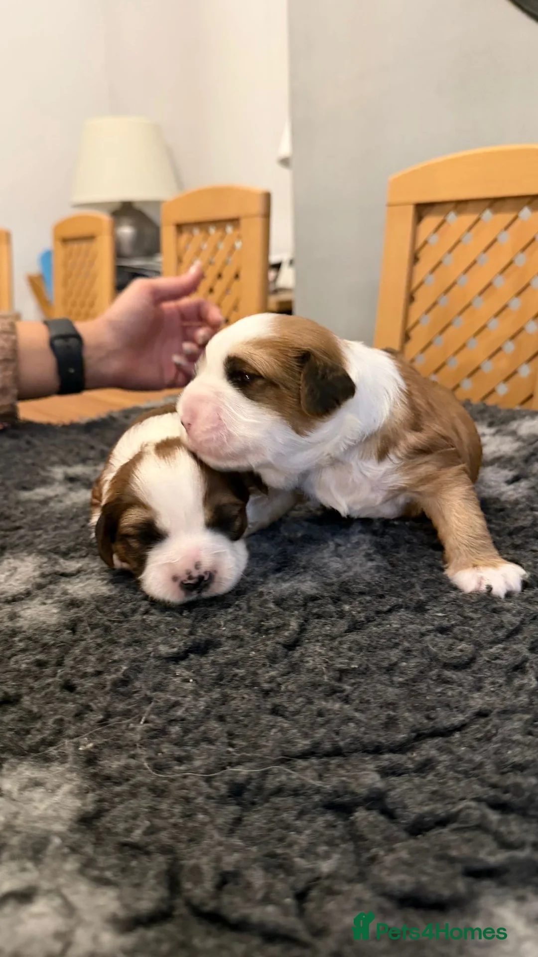 Tibetan Terrier dogs for sale: Kennel club registered Tibetan terrier puppies  - Advert 2