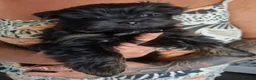 Yorkshire Terrier dogs for sale: READT TO GO❗️Little Yorkshire Terrier Puppies! - Advert 14