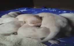 Golden Retriever dogs for sale: Golden Retriever - Image 6