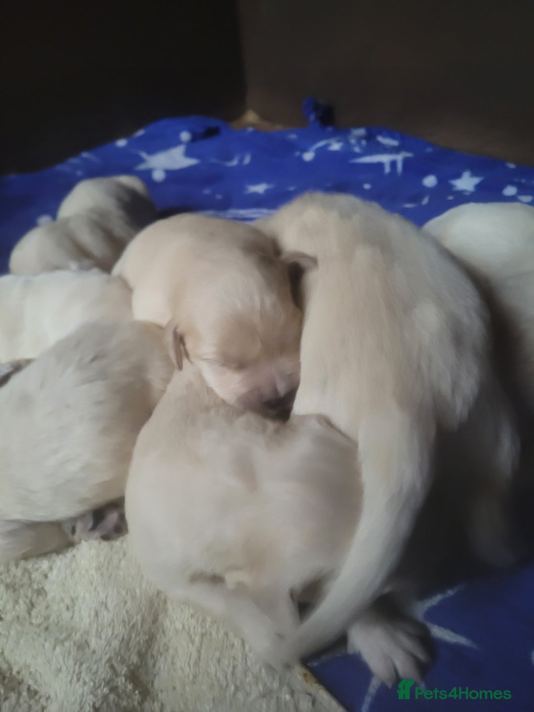 Golden Retriever dogs for sale: Golden Retriever - Image 6