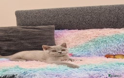 British Shorthair cats for sale: British Shorthair Lilac kittens  - Image 26
