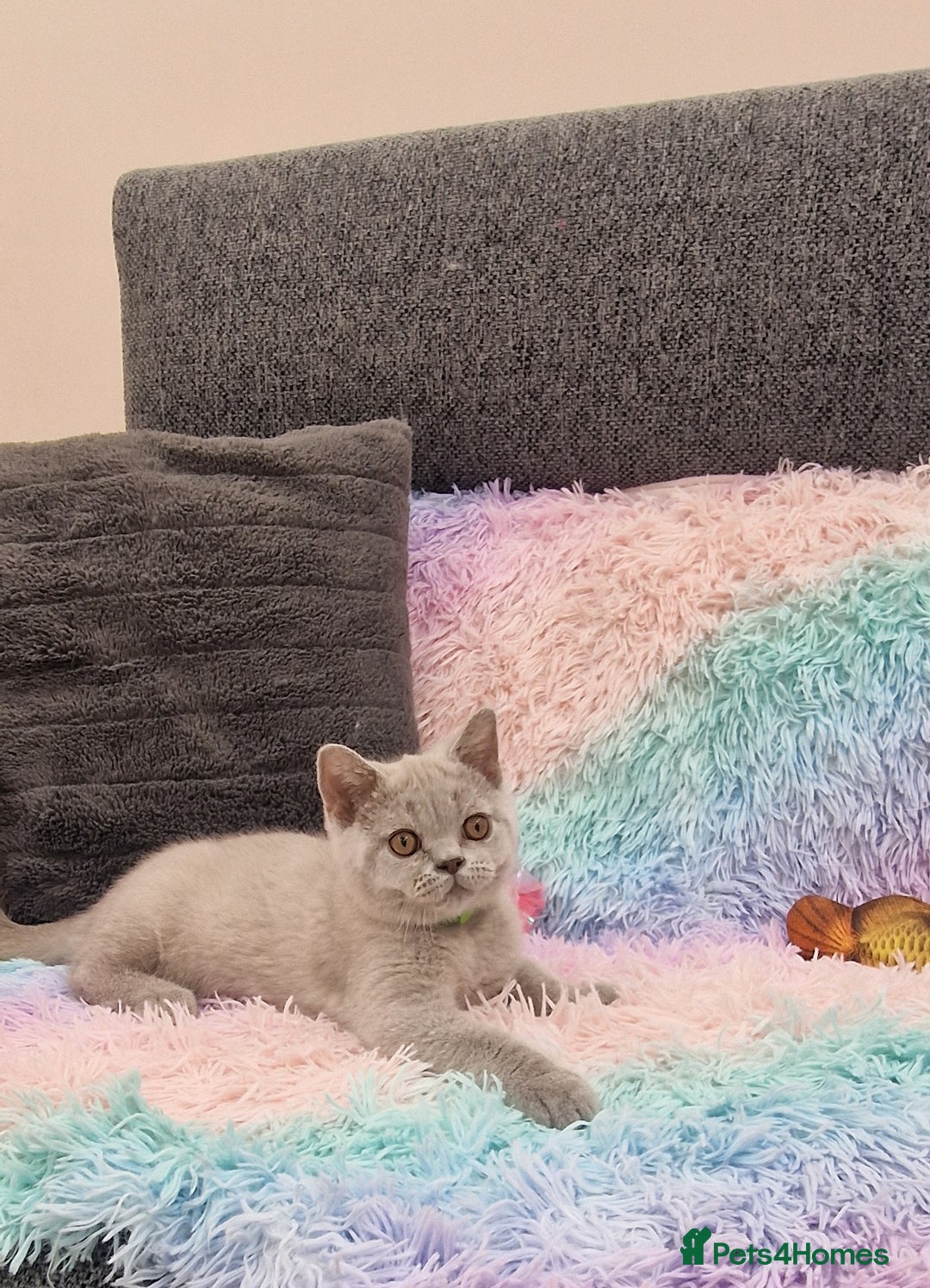 British Shorthair cats for sale: British Shorthair Lilac kittens  - Image 26