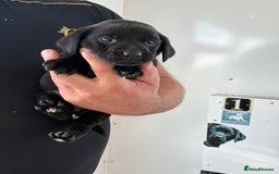 Labrador Retriever dogs for sale: 8 Labrador pups last black female available  - Image 14