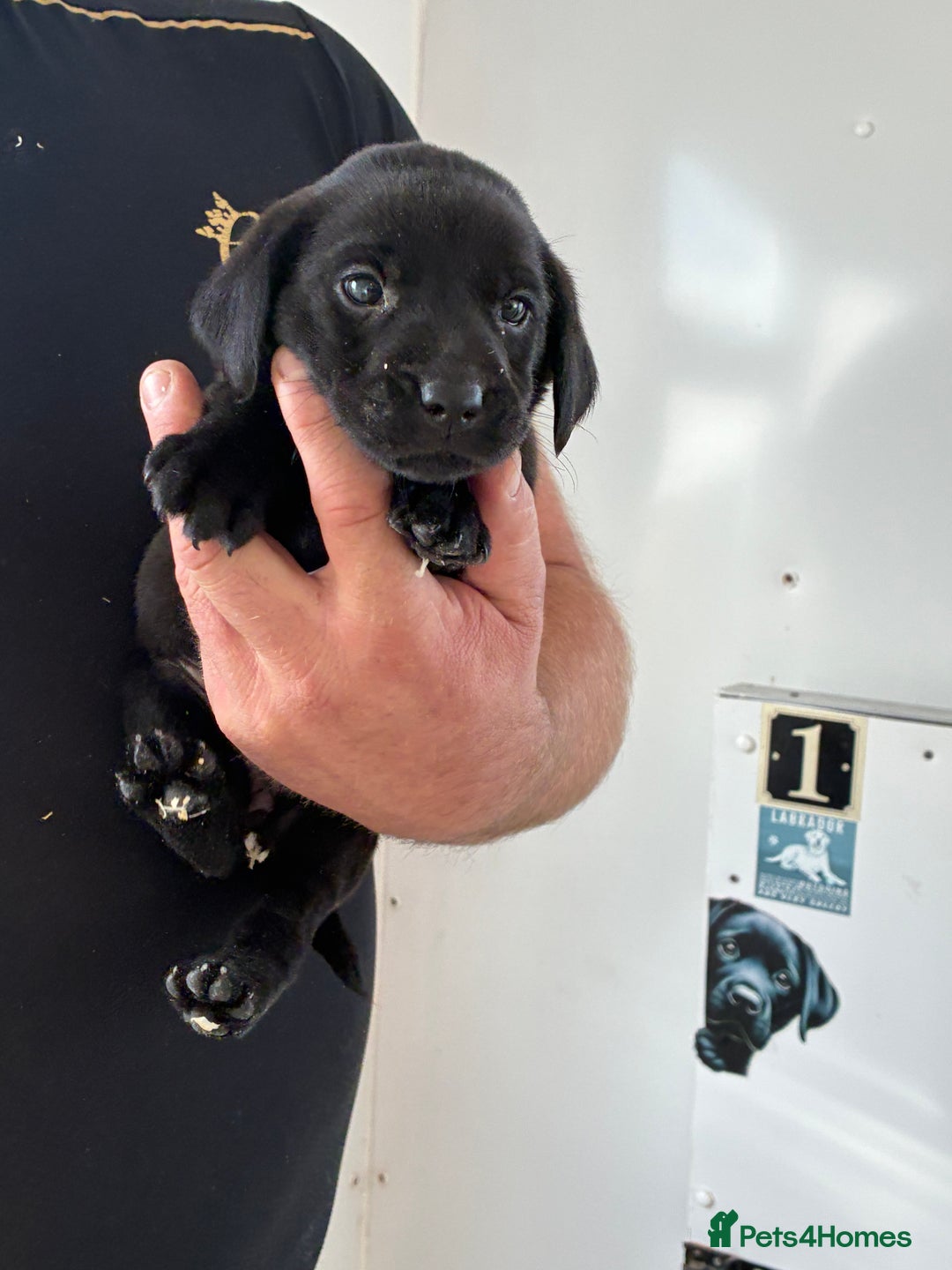 Labrador Retriever dogs for sale: 8 Labrador pups last black female available  - Image 14