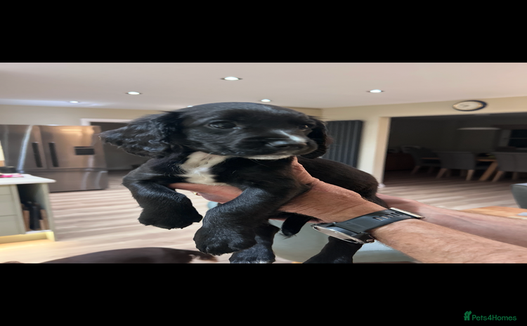Sprocker dogs - Advert 1