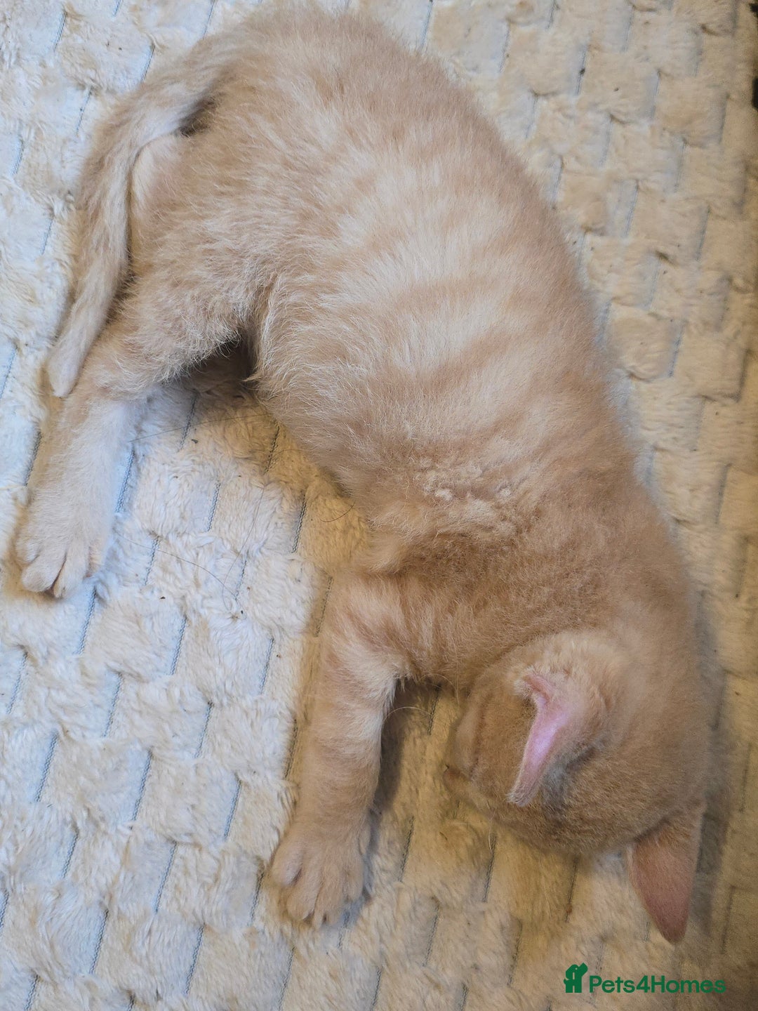 Mixed Breed cats for sale: Kittens 3 boys  - Image 16