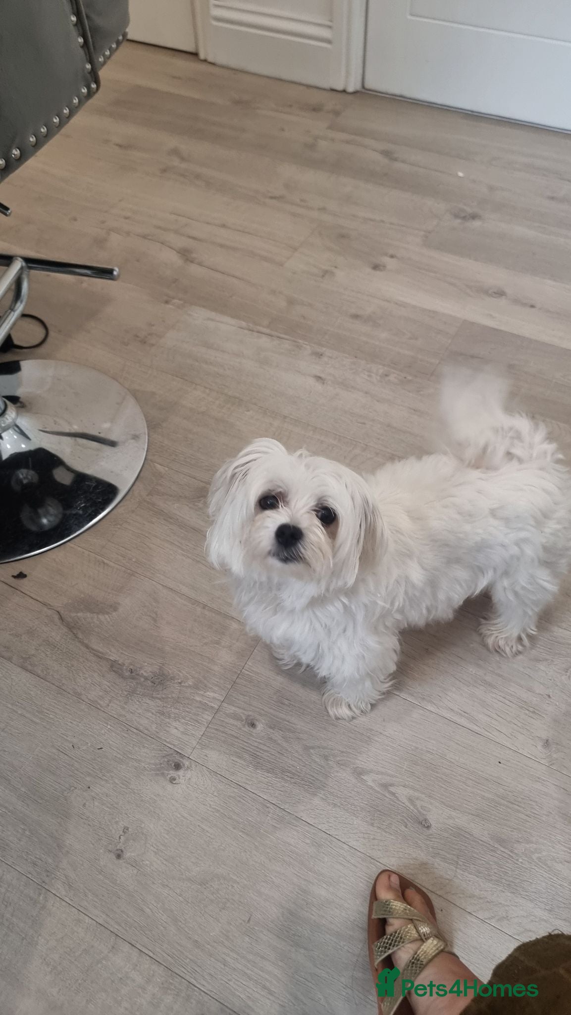 Maltese dogs Sweet Lap dog needs forever home  - Advert 12