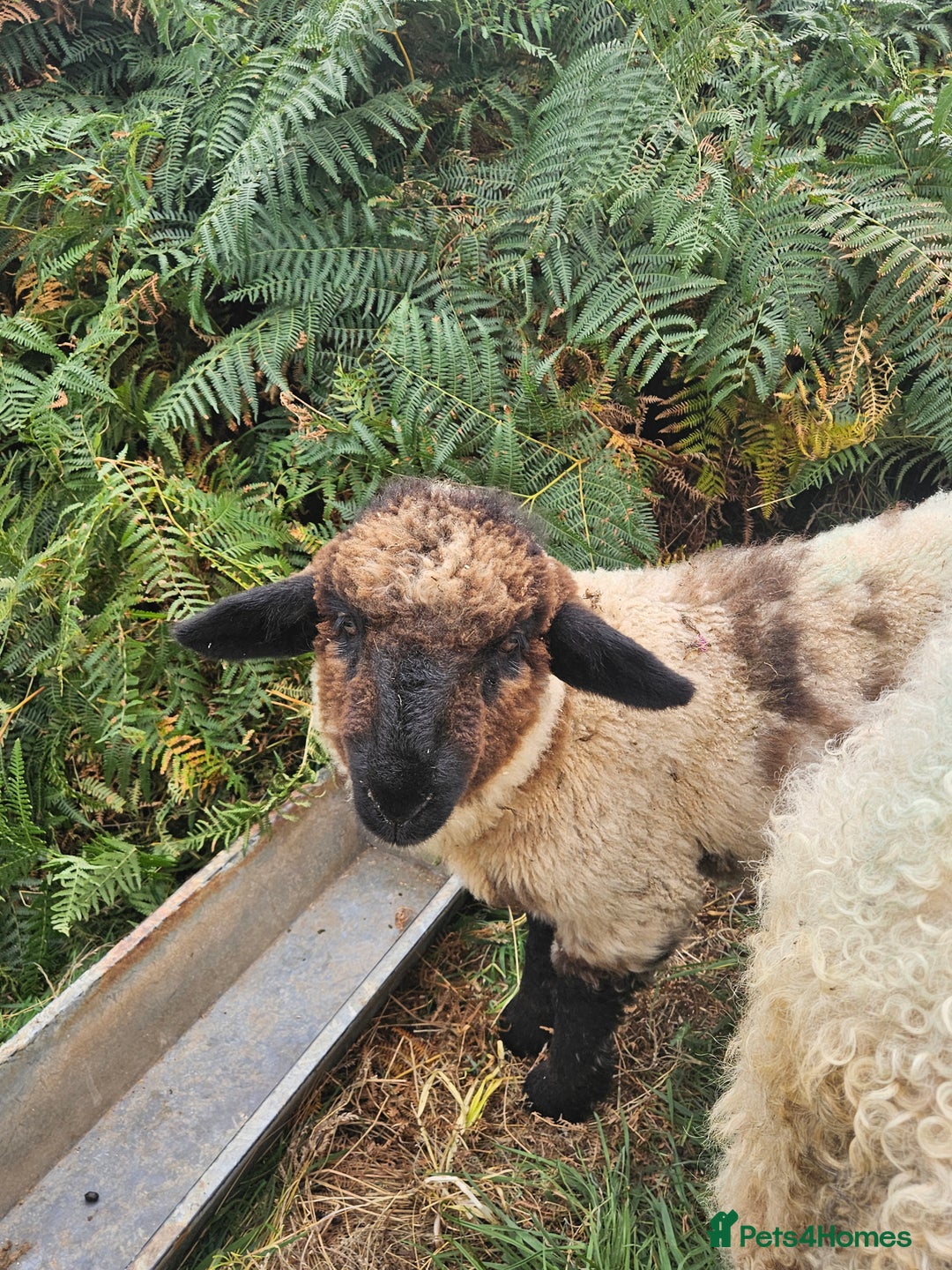 Sheep livestock for sale: Organic Swiss Valais X Suffolk lambs - Image 5