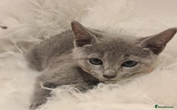 Russian Blue cats for sale: CHAMPION SIred GCCF Russian kittens  in Peterborough - Image 14