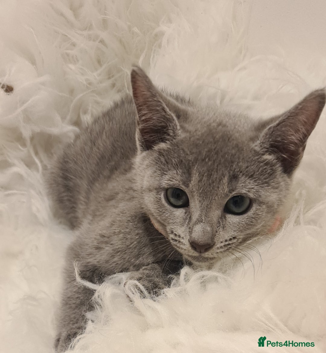 Russian Blue cats for sale: CHAMPION SIred GCCF Russian kittens  in Peterborough - Image 14