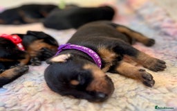 Dobermann dogs for sale: KC registered health tested Doberman puppies - Image 16