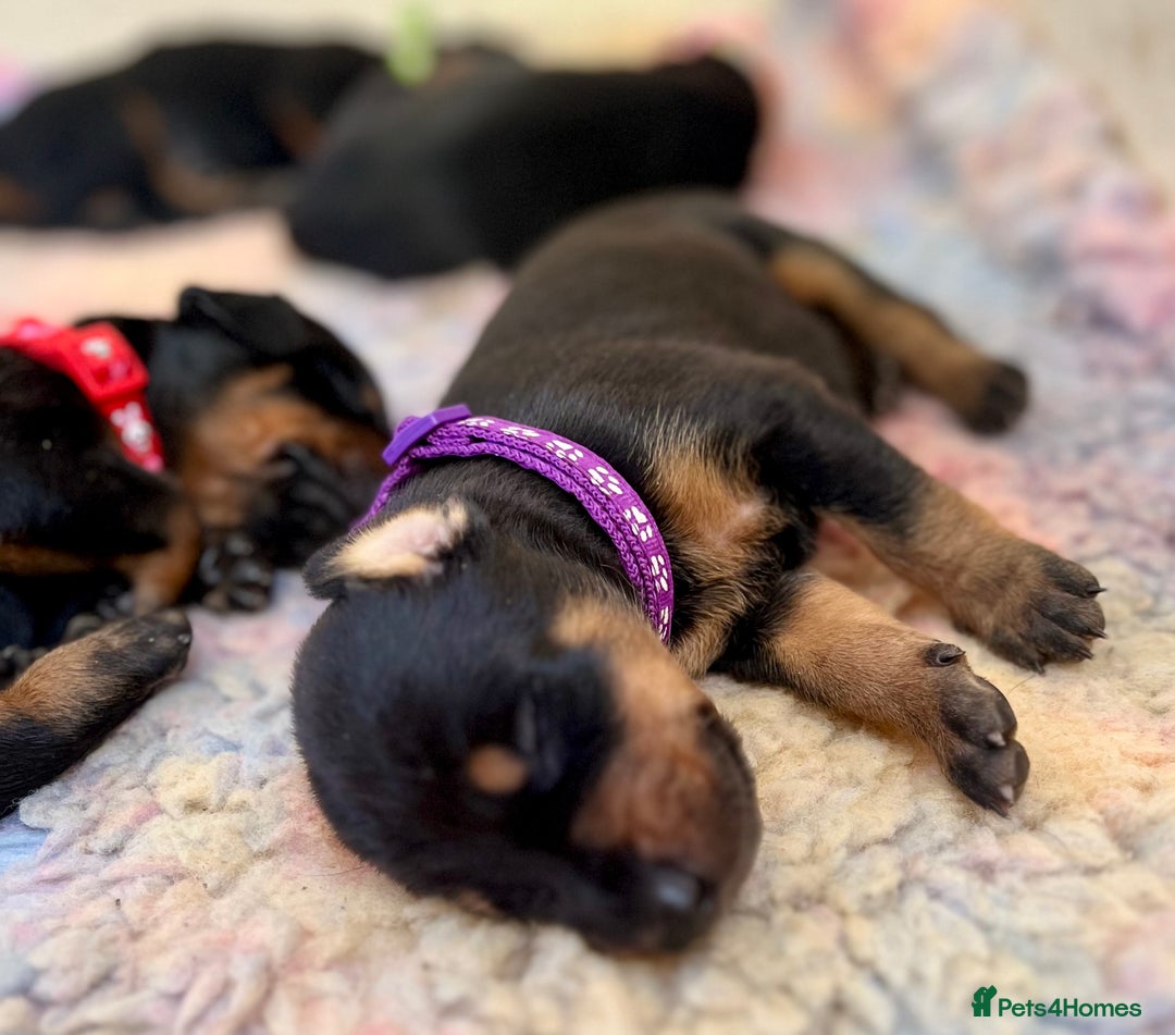 Dobermann dogs for sale: KC registered health tested Doberman puppies - Image 16