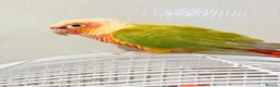 Conures birds for sale: Breeding pair of pineapple conures in Birmingham - Advert 5