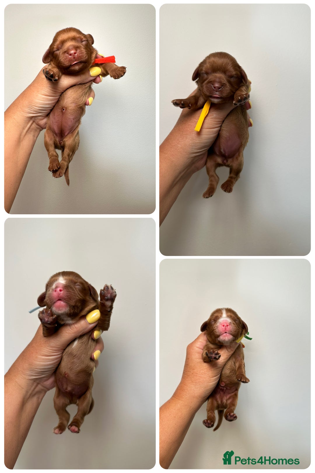 Cavalier King Charles Spaniel dogs for sale: Health Tested parents, Beautiful litter of CKCS - Image 11