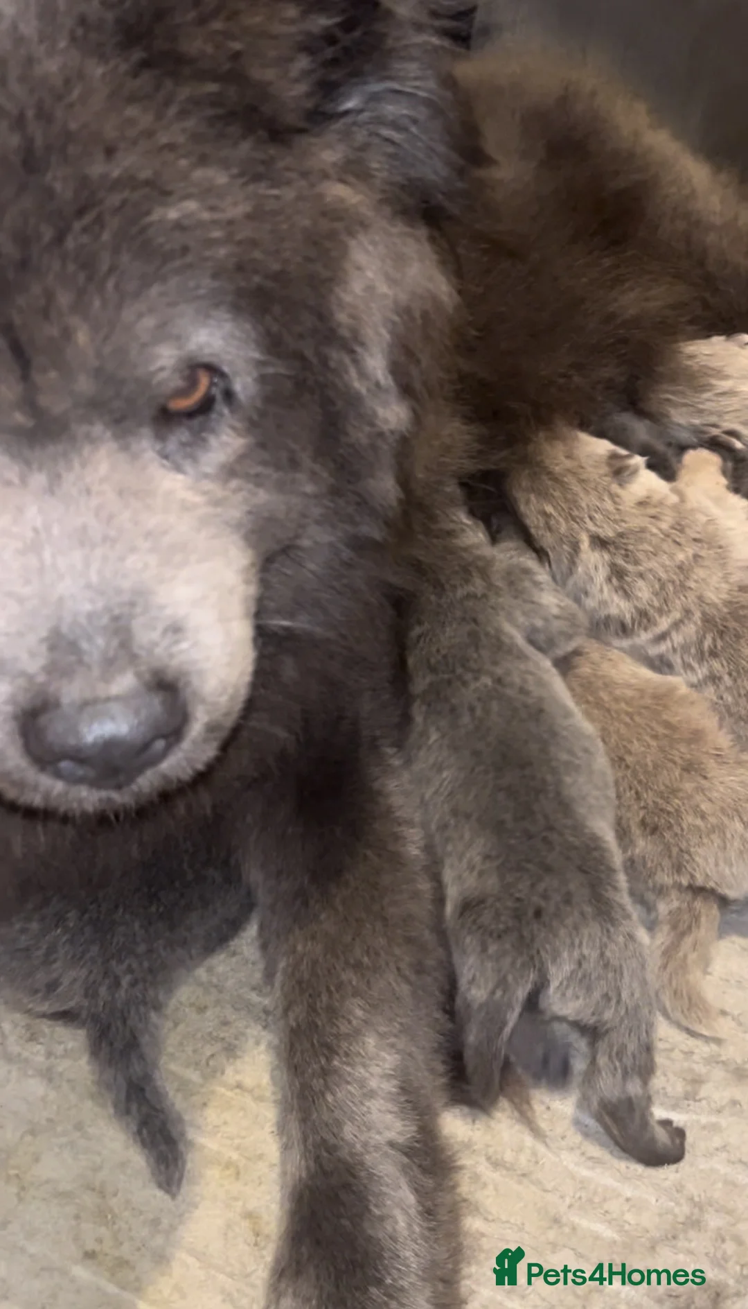Chow Chow dogs for sale: Lilac and blue chow chows rare dna 🧬 at/at - Advert 9
