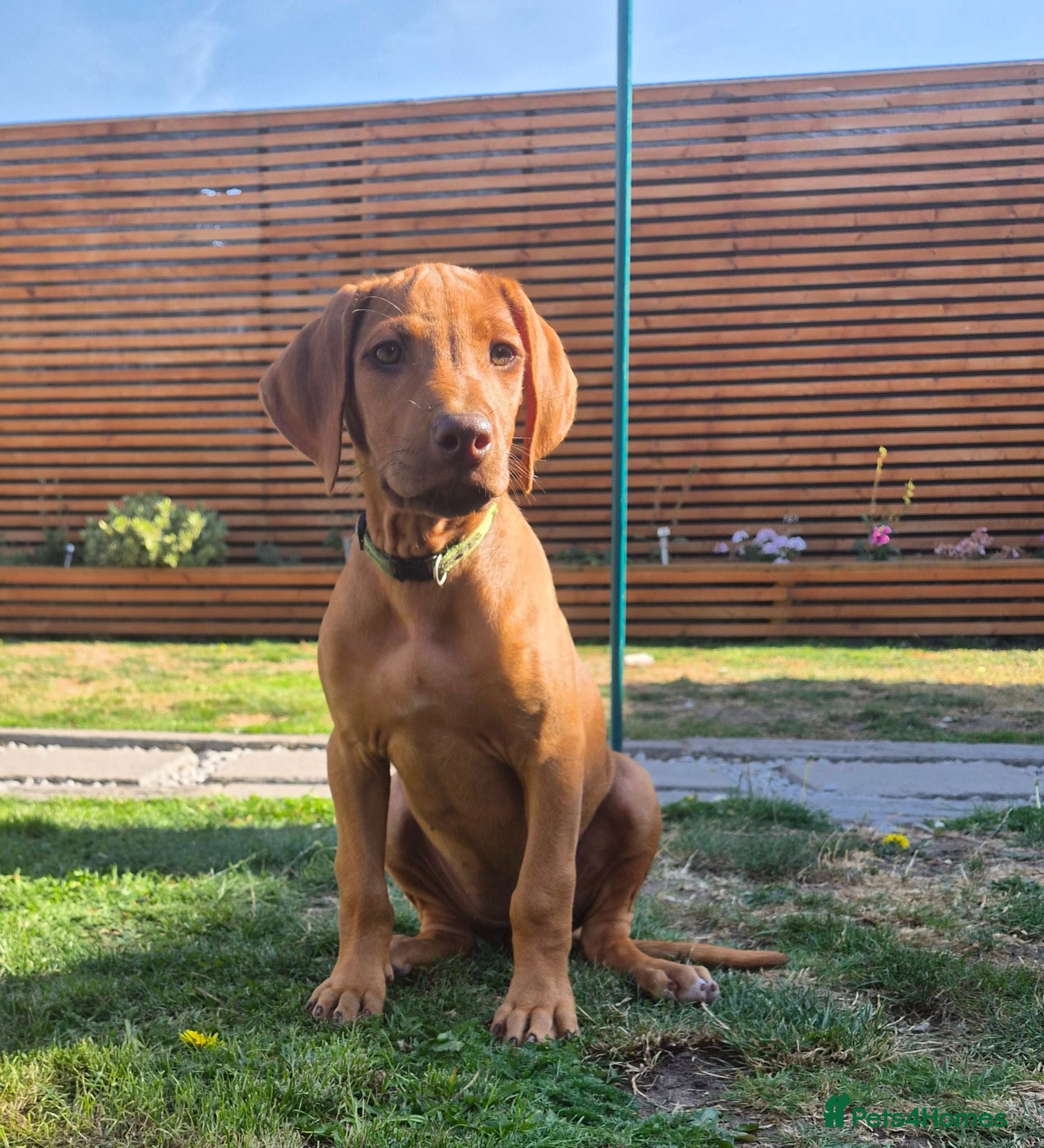 Rhodesian Ridgeback dogs Last  beautiful pup ready for her forever home 🏡  - Advert 1