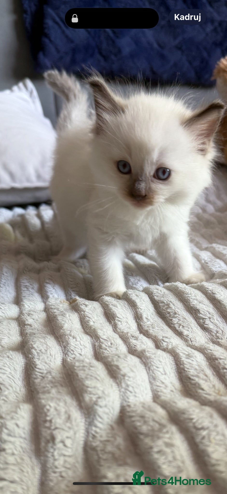 Ragdoll cats 4 Beautiful blue eyed Ragdolls  - Advert 14