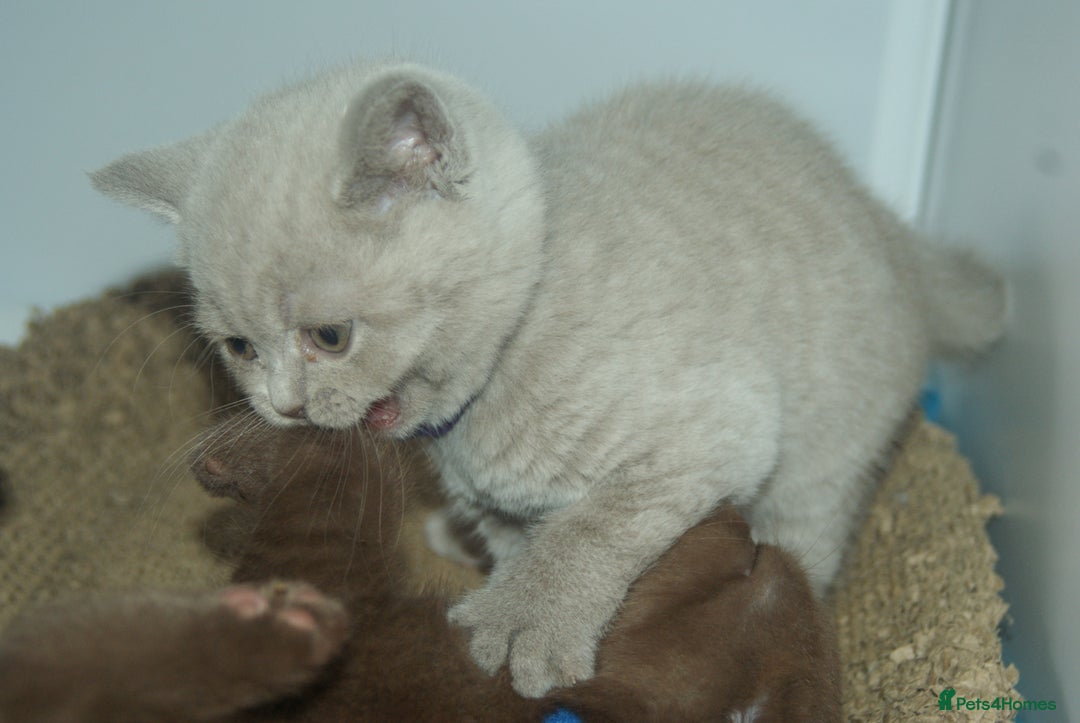 British Shorthair cats for sale: 🐾 British Shorthair Kittens Looking for Homes 🏡 - Image 12
