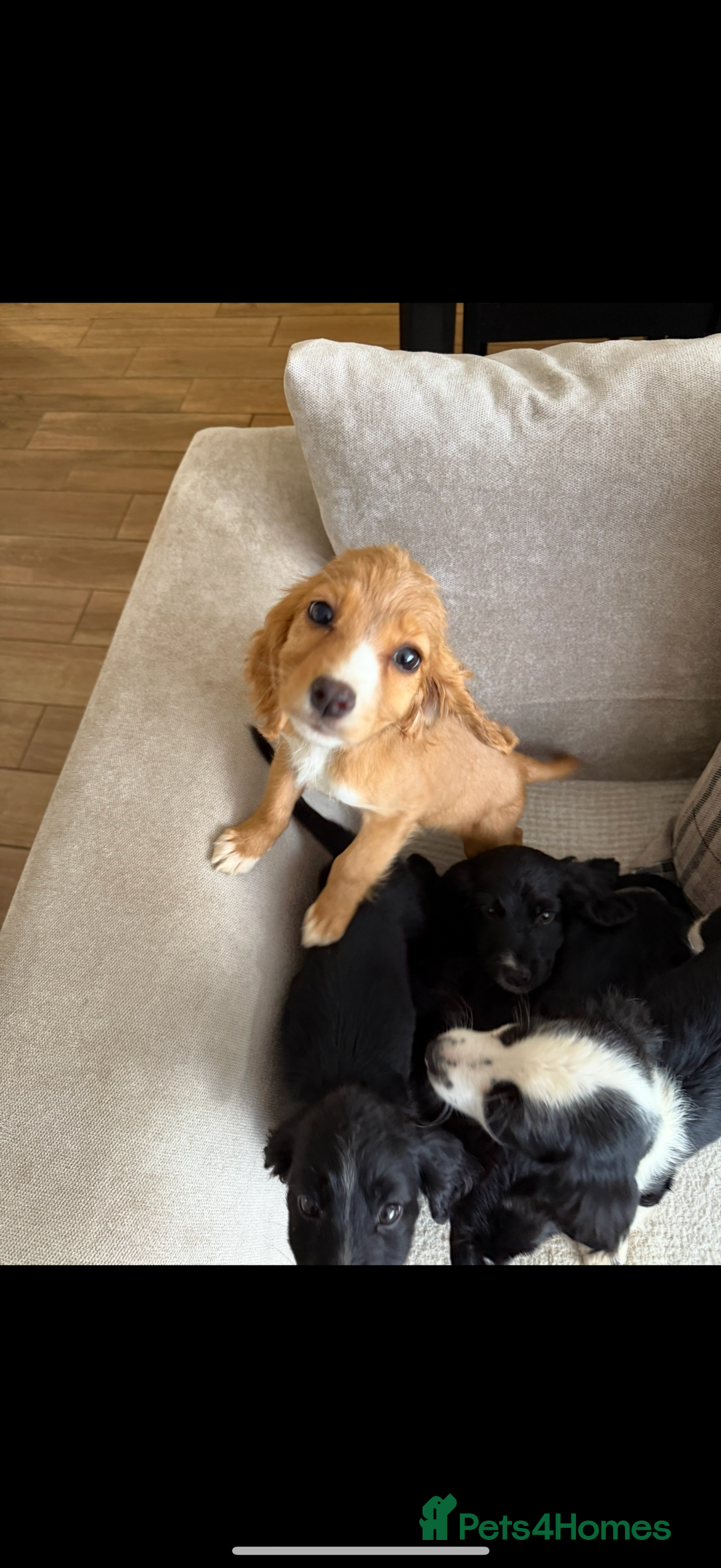 Cocker Spaniel dogs for sale: REDUCED Cocker spaniel puppies  - Image 1