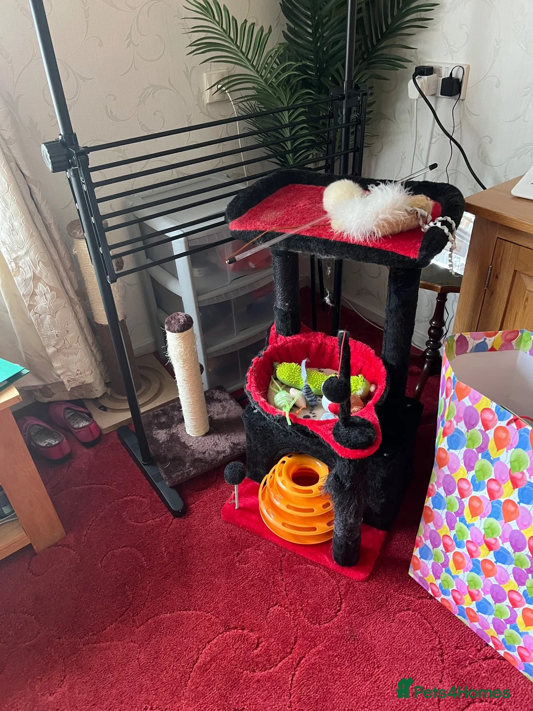 Exotic cats for sale: Beautiful Pedigree Persian Cat  - Advert 6