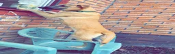 Mixed Breed dogs for sale: My name is scruffy  in Droitwich - Advert 6