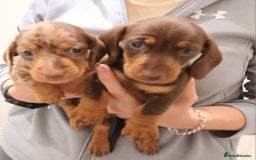 Dachshund dogs for sale: Mini Chocolate dapple sausage/daschunds puppies - Image 7