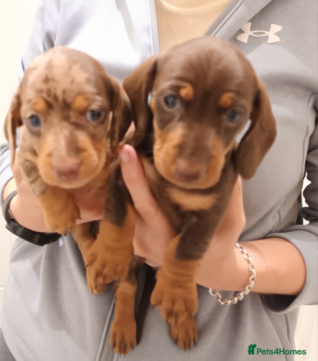 Dachshund dogs for sale: Mini Chocolate dapple sausage/daschunds puppies - Image 7