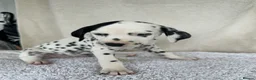Dalmatian dogs for sale: Dalmatian Puppies  - Advert 21