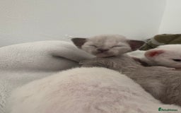 Devon Rex cats for sale: ❤️Devon rex kittens available 😻 - Image 6