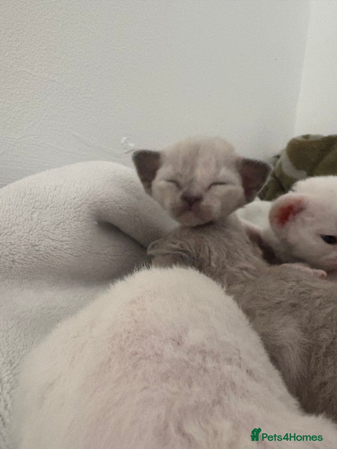 Devon Rex cats for sale: ❤️Devon rex kittens available 😻 - Image 6