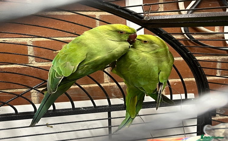 Ringnecks birds - Advert 1