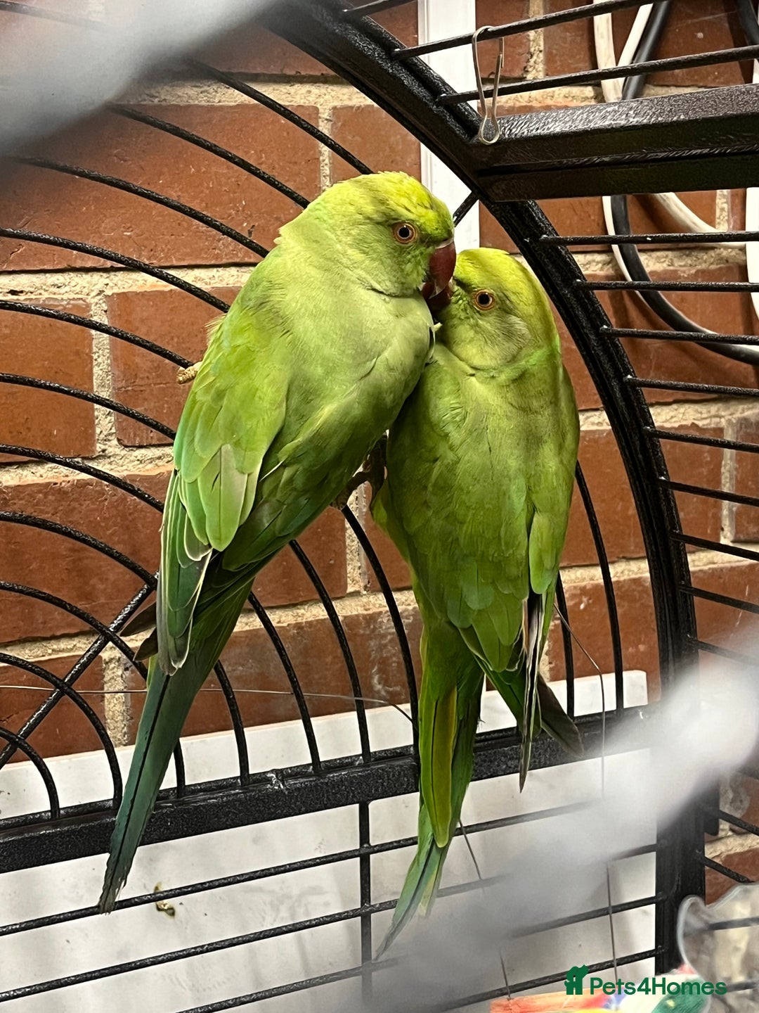 Ringnecks birds for sale: Male + female ringnecks  - Image 1