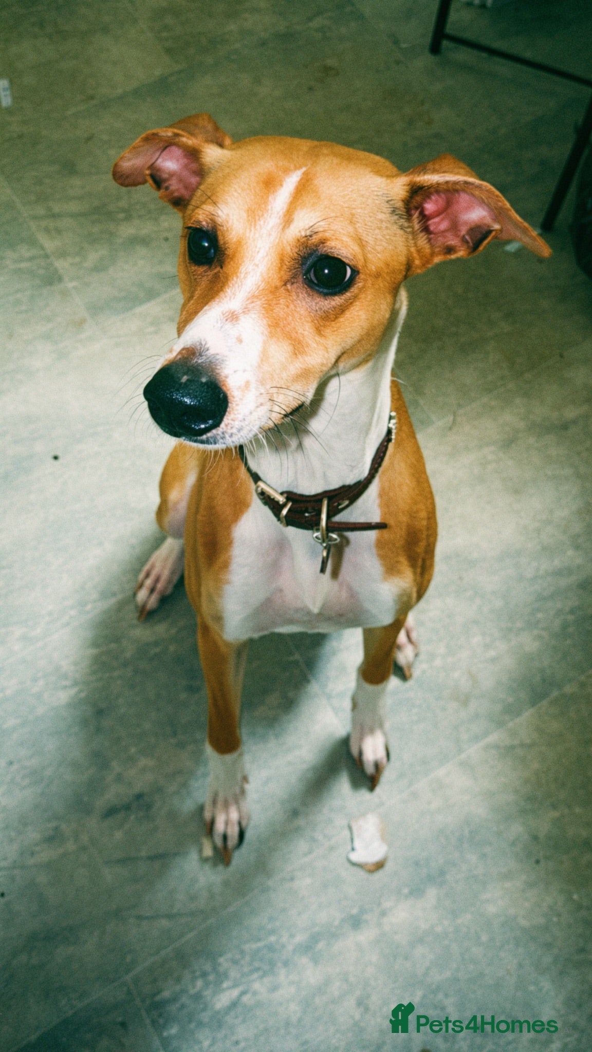 Lurcher dogs Miss Scarlett McKenna  - Advert 16