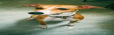 Lurcher 1