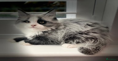 Maine Coon cats for sale - Advert 3