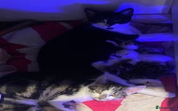 Domestic Shorthair cats for sale: Beautiful litter of kittens for sale  - Image 9