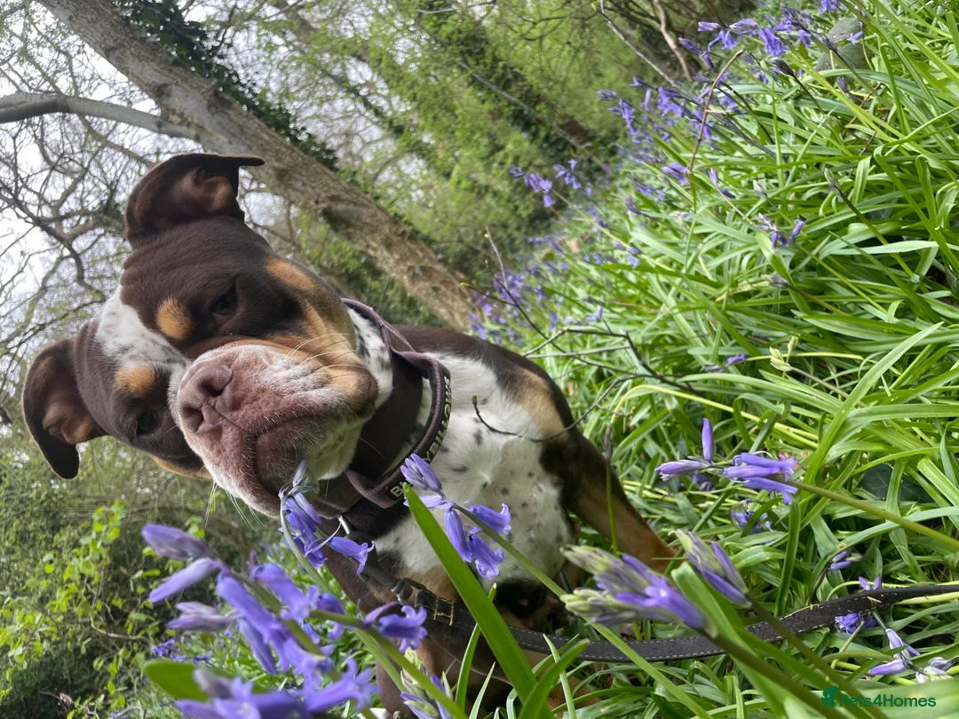 Old Tyme Bulldog dogs for sale: FIVE OLD TYME BULLDOGS LEFT - Advert 1