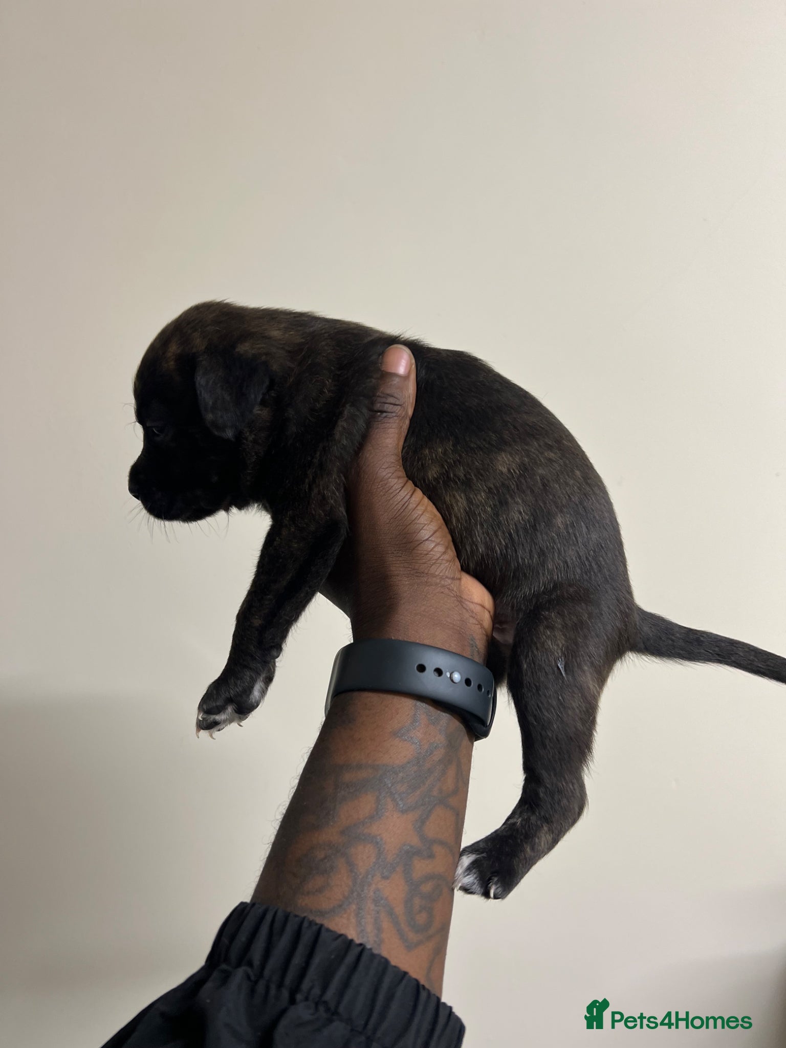 Staffordshire Bull Terrier dogs for sale: Beautiful Staffordshire Bull Terrier Mix Puppies in Manchester - Advert 19