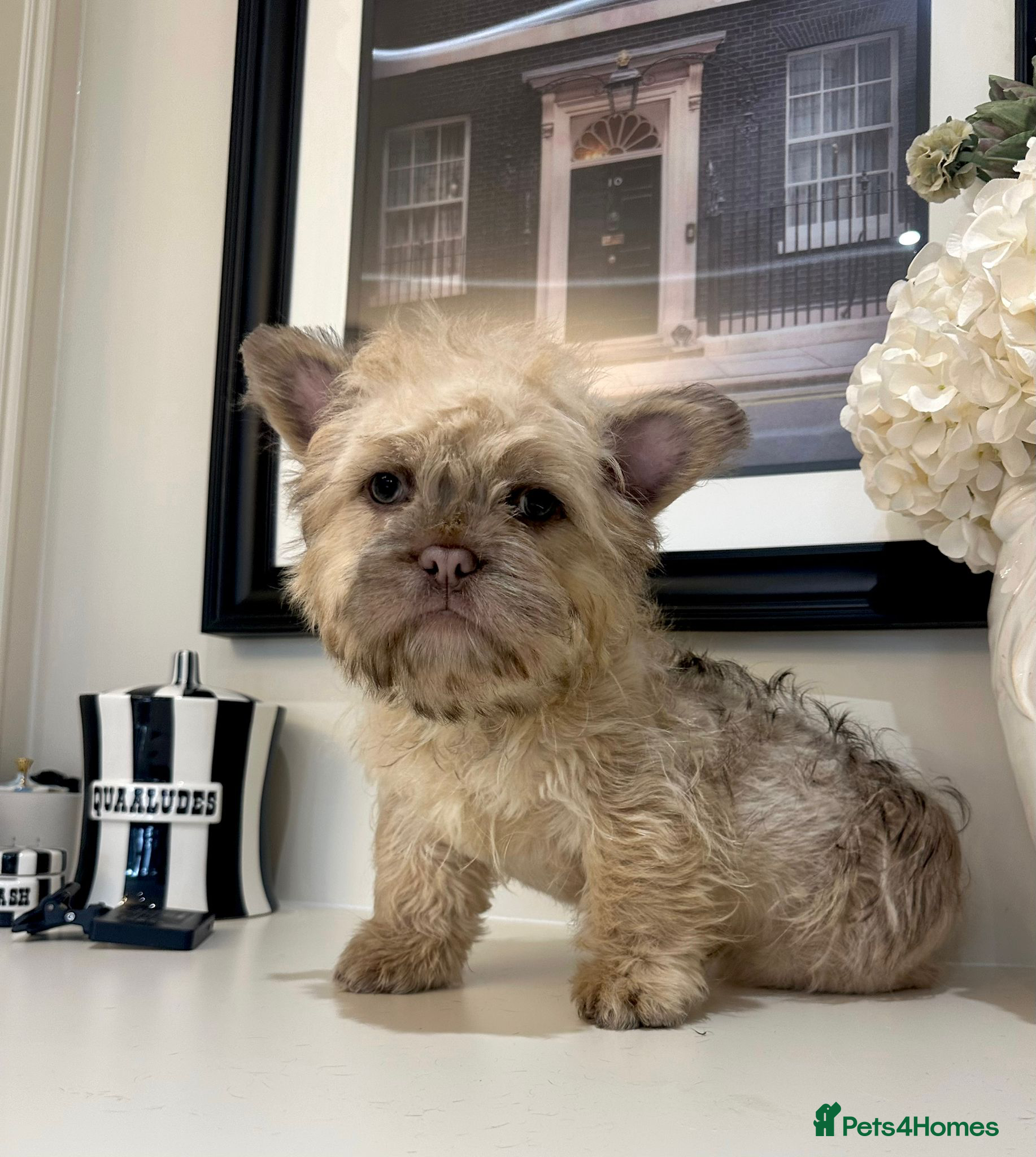 French Bulldog dogs Teddy bear floodle carrying pink - Advert 20