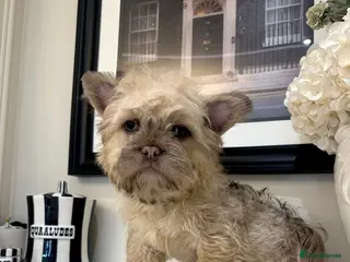 French Bulldog dogs Teddy bear floodle carrying pink - Advert 20