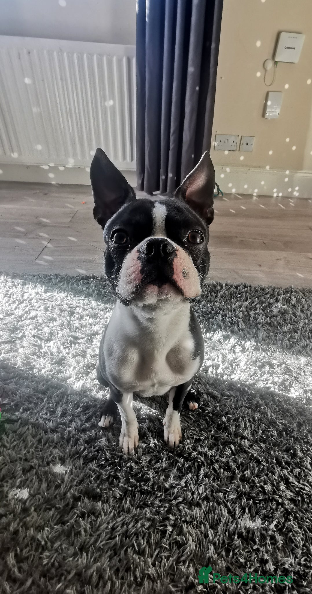 Boston Terrier dogs KC registered Boston terrier for stud - Advert 8