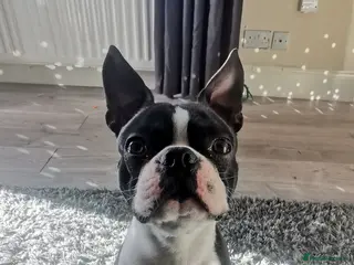 Boston Terrier dogs KC registered Boston terrier for stud - Advert 8