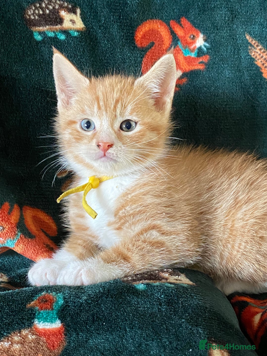 Maine Coon cats for sale: Maine Coon, BSH moggy mix - Advert 1