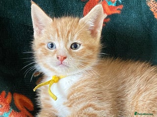 Maine Coon cats Maine Coon, BSH moggy mix - Advert 1